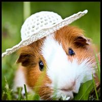 Hamsters & Guinea Pigs Lovers