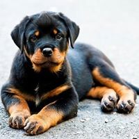 Rottweiler