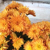 Vivero Los Fresnos