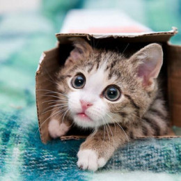 cats
