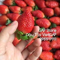 GAP Store - Vườn Dâu Tây Huế